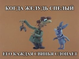 Запасливый дятел спрятал 300 кг желудей в стенах дома