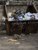 Встретил этих ребят когда выносил мусор.