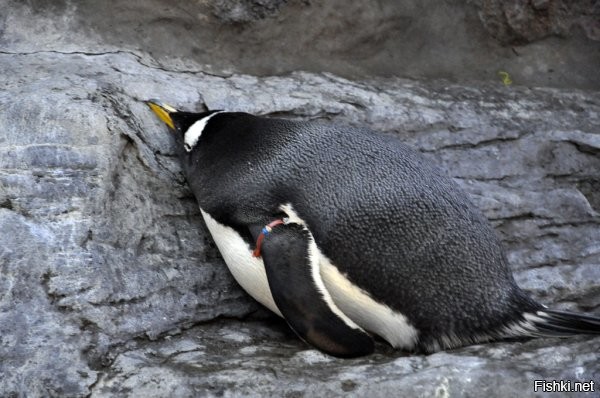 Жирный пингвин...