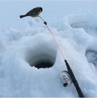 Встречи бывают разные.
И не всегда они приносят положительные эмоции.
На природе мы в гостях.