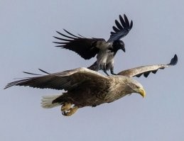 Эти нахалята доказали, что истинное счастье в наглости