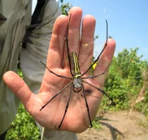 Для понимания размера