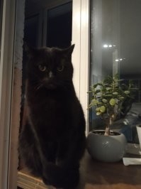 Мой хорть и обычного окраса, но очень эмоциональный.