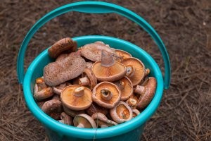 Рыжики. Полчаса хождения вокруг машины. 2 часа на запад от Сиднея.