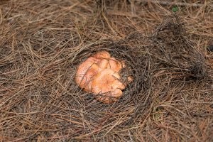 Рыжики. Полчаса хождения вокруг машины. 2 часа на запад от Сиднея.