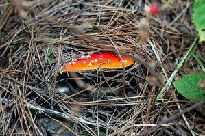 Несколько мухоморов там же, где и рыжики растут.