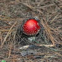Несколько мухоморов там же, где и рыжики растут.