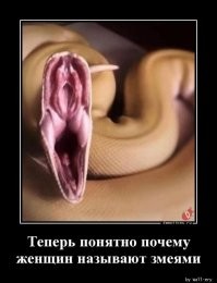 И змеи своих не трогают...