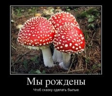 30 потрясных находок грибников и прочих собирателей