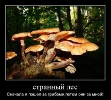 30 потрясных находок грибников и прочих собирателей