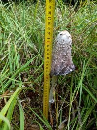 30 потрясных находок грибников и прочих собирателей