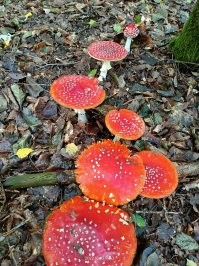 30 потрясных находок грибников и прочих собирателей