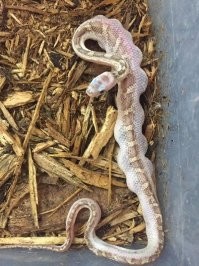 "К сожалению, каннибализм довольно распространен среди молодых змей любых видов"
Не годится аргумент...