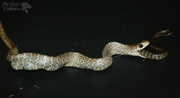 "К сожалению, каннибализм довольно распространен среди молодых змей любых видов"
Не годится аргумент...