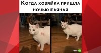Точнее: когда хозяйка пришла ночью, пьяная, одна.