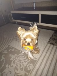 Это из последних! Всмысле - с последней купленной игрушкой он играет очень долго! Но и старые помнит и пересчитывает!