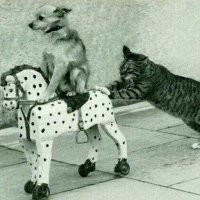Земфиру внесли в ряды иноагентов