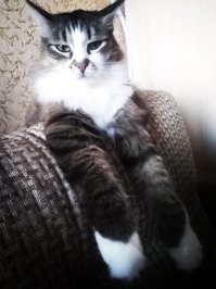 Кот у меня тоже есть! И он его дерёт за милу душу!