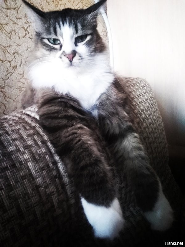 Кот у меня тоже есть! И он его дерёт за милу душу!