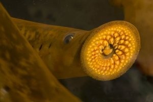 Ээээ Посадить кого ни будь в ванну по горло (что бы мог дышать, но не шевелится...)
И запустить в ванну вот это.
Как вас сценарий фильма ужасов?