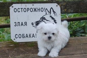 Пушистые стимуляторы эндорфинов