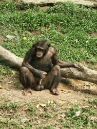 Сомнительные привычки животных, которые заставили бы нас покраснеть от стыда