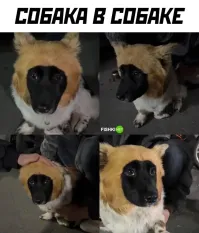 Чтобы вы могли гладить собаку, пока гладите собаку