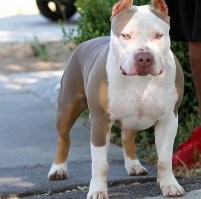 "Невинный пёсик серьёзно пострадал во время атаки соседских собак." "Невинный песик"-это Стаффордширский терьер, одна из самых свирепых бойцовских пород! Скорее всего очередной бой, стал неудачным и гнидливый хозяин избавился от него, как от отработанной гильзы....