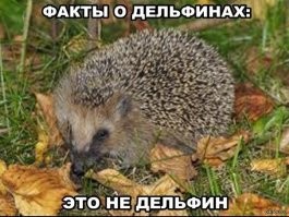 Уникальные факты о дельфинах