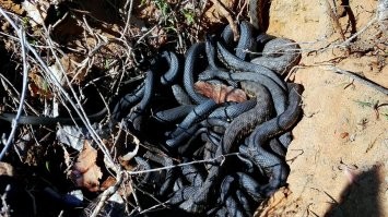 А ещё некоторые змеи зимуют клубками.  Чаще всего всего в каких нить естественных углублениях, или заброшенных постройках. 

И да, они любят тепло. Мы на осеннюю рыбалку как-то поехали с палатками, так вот по утру из палки выползли сначала мои друзья, потом я, а за мной выполз уж (после секундной паники, я опознал его по оранжевым пятнам). Видимо под вечер, когда мы забуривались спать, он либо облюбовал палатку до нашего отбой, либо (что вероятнее),  полз, нашёл уютную "пещеру" где довольно тепло и уютно и решил заночевать раз так подфартило..  с утра, наверняка был удивлён не менее нашего, но все мы разошлись по джентельменски не утратив лица и не проявив страха, он пополз неспеша пополз в соседние кусты, а пошли готовить кофе на костре.