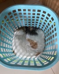 Идеальные кадры со случайными совпадениями, которые нарочно не сделаешь