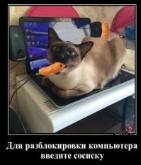 Демотиваторы: баяны, котики, зима