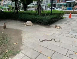 Прям начало анекдота: 
Встретились как-то…