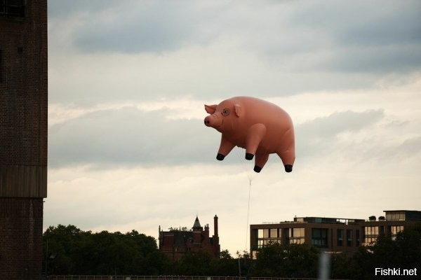 Скорее, это свинья Pink Floyd.