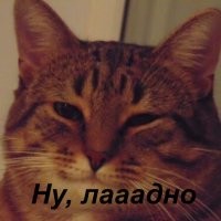 Как спасённый котёнок вырос среди семейства хорьков дома