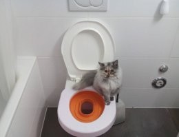 Это что б котов приучать к унитазу, разные бывают.