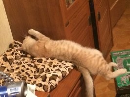 Котофеи, которым нужен экзорцист