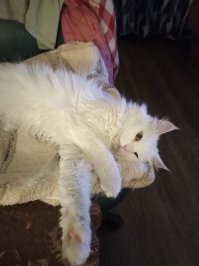 Кошку 5 раз возвращали в приют из-за "особого" характера