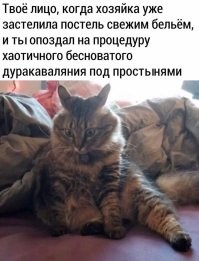Комментарии и картинки из соцсетей. Свежак за 15 февраля