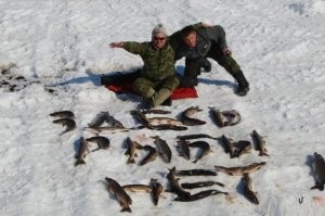 Голодная норка решила украсть щуку у рыбаков