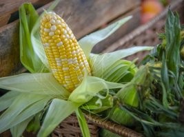 Ну это только кукурузину походу будоражит данная фигня... Озабоченный початок ты, а не спелая кукурузина. 
Гляди не кончи, кукурузка...
