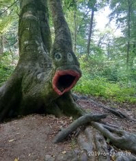 С детства обожаю это дерево. Нальчик. Терренкур.