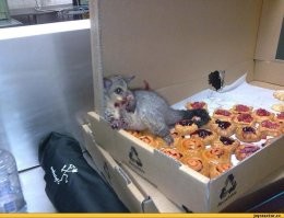 Это как тот опоссум, который ворвался в кондитерскую, наевся и уснул)) 
Его так утром и нашли и судя по выражению морды он вообще не раскаивается))