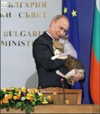 Уличный кот из Польши стал местной "достопримечательностью"
