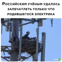 Вообще-то это взрослый электрик и у него там гнездо, очевидно яйца высиживает.