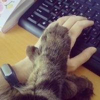 На последнем фото кот-полидакт. Полидактилия бывает не только у человека.