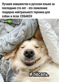 А для маленьких шавок - недопёсок!