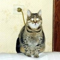 Мальчик-ликантроп или судебная ошибка?