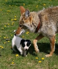 Койотов жалко. Измордовал бедняг какой-то бычара.