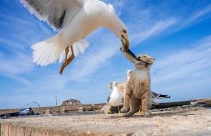 Котяра, бросай!
Иначе баклан тебя унесет!